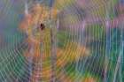 USA, Washington State, Guillemot Cove Nature Preserve. Cross orb-weaver spider on web. Art Print